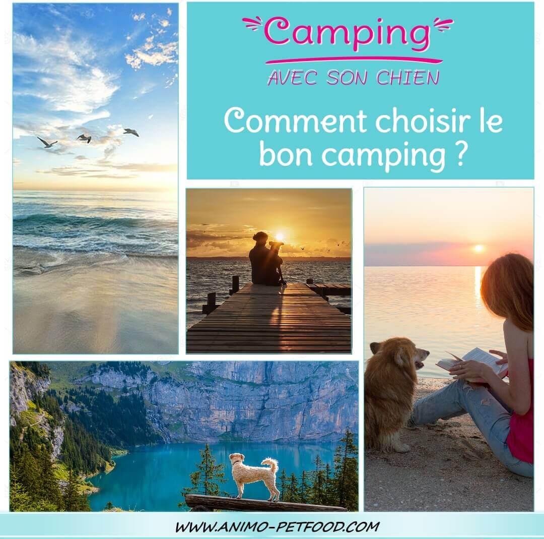 vacances chien_ camping chien_ camping pour chien_camping chiens admis_camping special chien